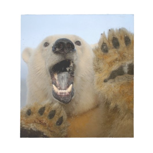 Eisbär, Ursus maritimus, sieht seltsam aus Notizblock (Vorderseite)