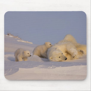 Eisbär, Ursus maritimus, spielende Bärin Mousepad