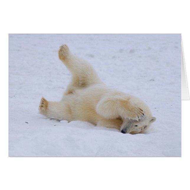Eisbär, Ursus maritimus, würzig (Vorderseite (Horizontal))