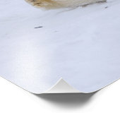 Eisbär, Ursus maritimus, würzig Fotodruck (Ecke)