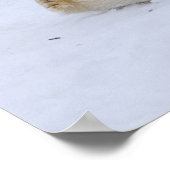 Eisbär, Ursus maritimus, würzig Poster (Ecke)