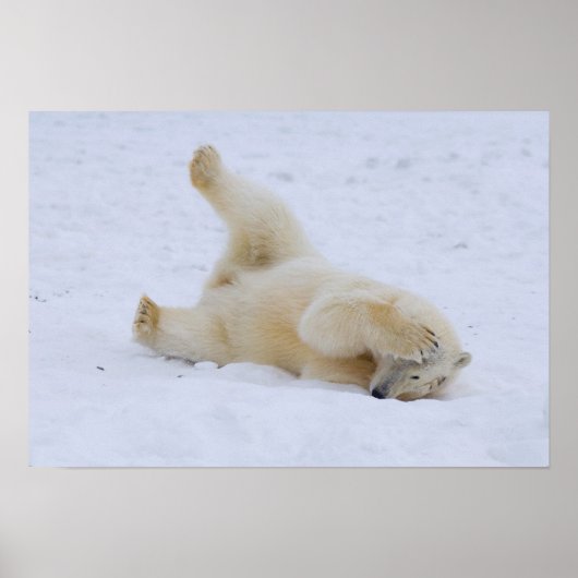Eisbär, Ursus maritimus, würzig Poster (Vorne)
