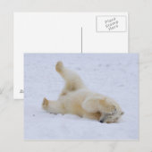 Eisbär, Ursus maritimus, würzig Postkarte (Vorne/Hinten)