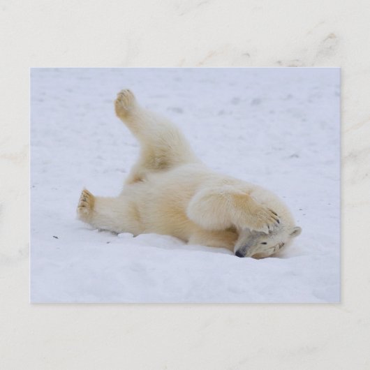Eisbär, Ursus maritimus, würzig Postkarte (Vorderseite)