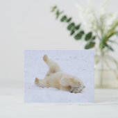 Eisbär, Ursus maritimus, würzig Postkarte (Stehend Vorderseite)