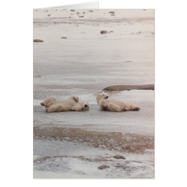 Eisbären am Strand (Vorne)