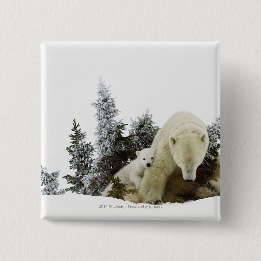 Eisbären an Wapusk Nationalpark Button (Vorderseite)