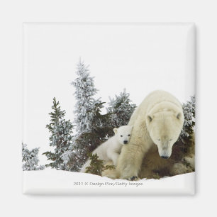 Eisbären an Wapusk Nationalpark Magnet