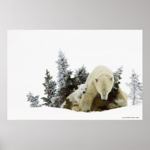 Eisbären an Wapusk Nationalpark Poster