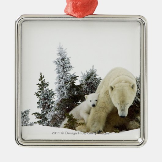 Eisbären an Wapusk Nationalpark Silbernes Ornament (Vorne)