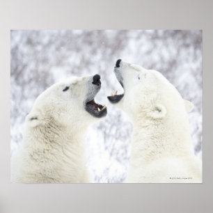 Eisbären, die im Schnee spielen Poster