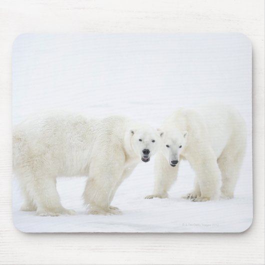 Eisbären, die nach 2 Jahren auf Schnee stehend sin Mousepad (Vorne)