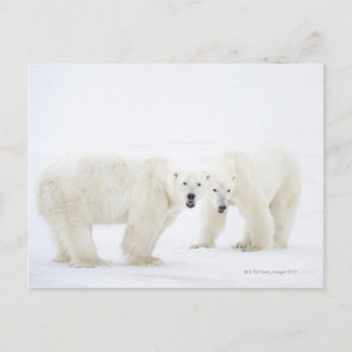 Eisbären, die nach 2 Jahren auf Schnee stehend sin Postkarte