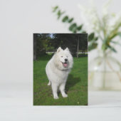 Eisbären... Postkarte (Stehend Vorderseite)