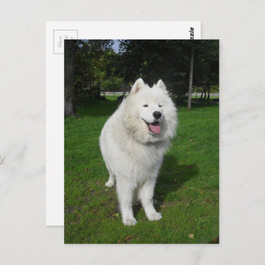 Eisbären... Postkarte (Vorne/Hinten)