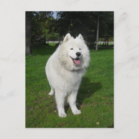 Eisbären... Postkarte (Vorderseite)