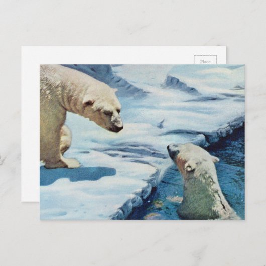 Eisbären Postkarte (Vorne/Hinten)