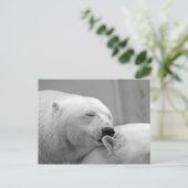 Eisbären Postkarte (Stehend Vorderseite)