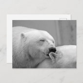 Eisbären Postkarte (Vorne/Hinten)