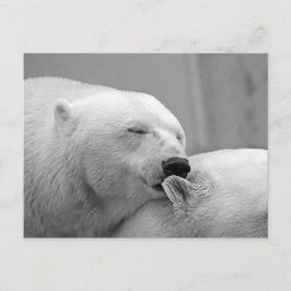 Eisbären Postkarte