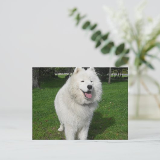 Eisbären... Postkarte (Stehend Vorderseite)