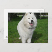 Eisbären... Postkarte (Vorne/Hinten)