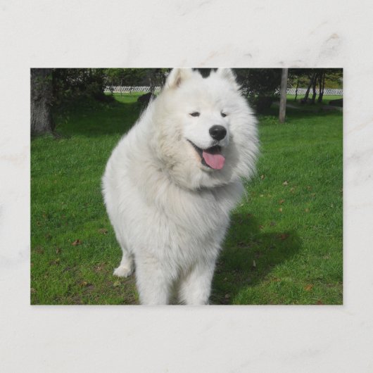 Eisbären... Postkarte (Vorderseite)