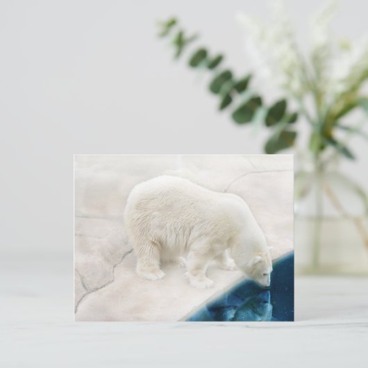 Eisbären Postkarte (Stehend Vorderseite)