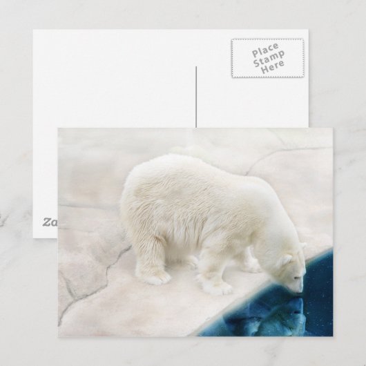 Eisbären Postkarte (Vorne/Hinten)