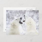 Eisbären spielen im Schnee Postkarte (Vorne/Hinten)