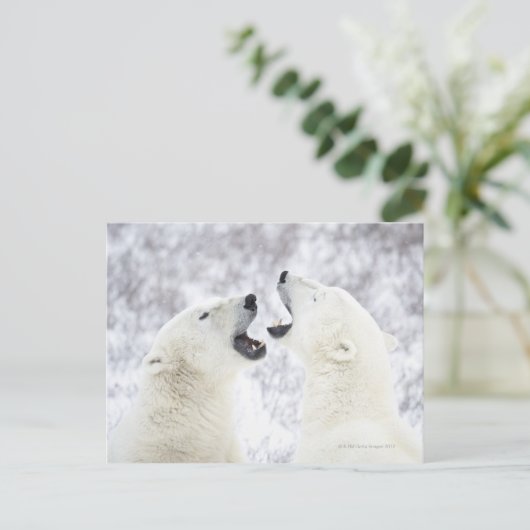 Eisbären spielen im Schnee Postkarte (Stehend Vorderseite)