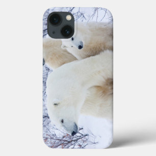 Eisbären und zwei Junge Case-Mate iPhone Hülle