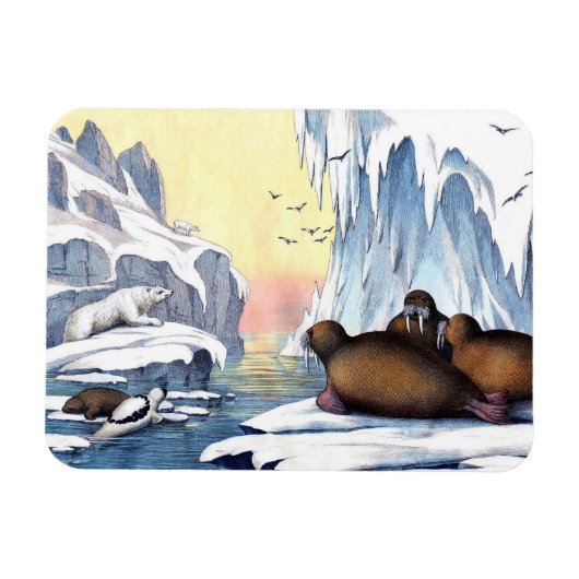Eisbären, Walrosse und Robben Magnet (Horizontal)
