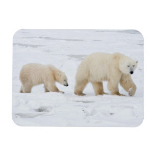 Eisbären Weibchen und zwei Junge 2 Magnet