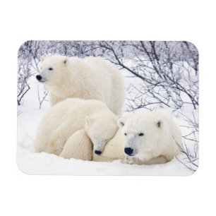 Eisbären Weibchen und zwei Junge 3 Magnet