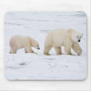 Eisbären Weibchen und zwei Junge Mousepad
