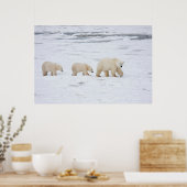 Eisbären Weibchen und zwei Junge Poster (Küche)