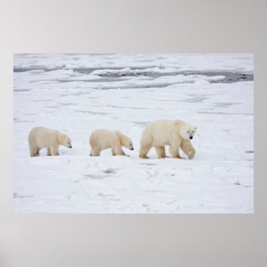 Eisbären Weibchen und zwei Junge Poster (Vorne)