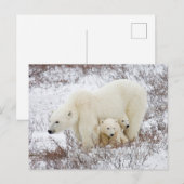 Eisbären Weibchen und zwei Junge Postkarte (Vorne/Hinten)