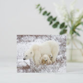 Eisbären Weibchen und zwei Junge Postkarte (Stehend Vorderseite)