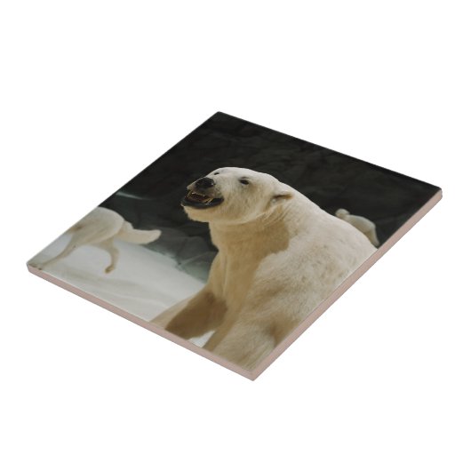 Eisbärengras Fliese (Seite)