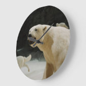 Eisbärengras Große Wanduhr (Winkel)