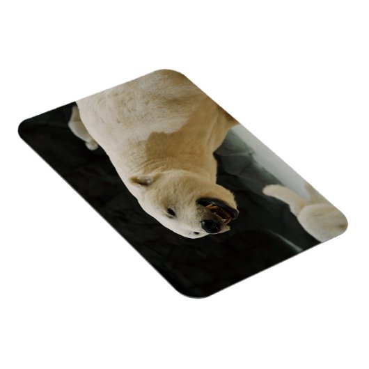 Eisbärengras Magnet (Rechte Seite)