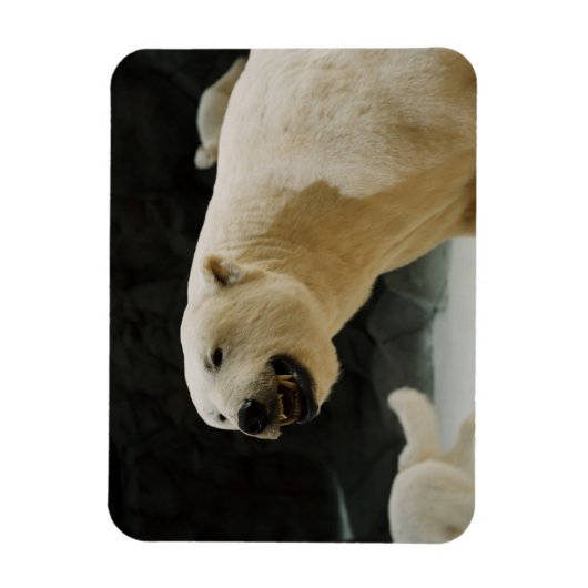 Eisbärengras Magnet (Vertikal)