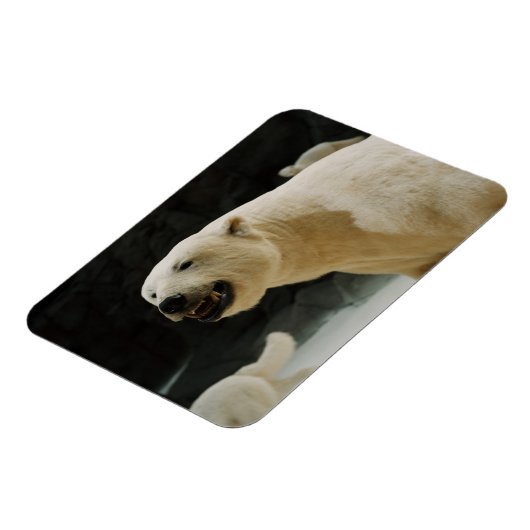 Eisbärengras Magnet (Linke Seite)