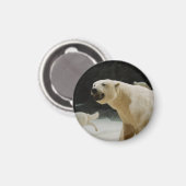 Eisbärengras Magnet (Vorderseite/Rückseite)