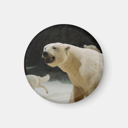 Eisbärengras Magnet (Vorne)