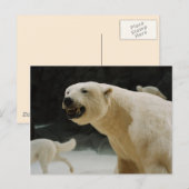 Eisbärengras Postkarte (Vorne/Hinten)