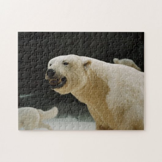 Eisbärengras Puzzle (Horizontal)