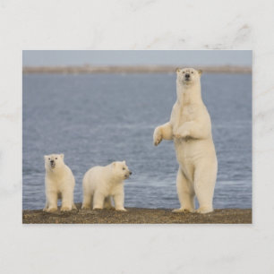 Eisbärenjunge und ihre Mutter Postkarte